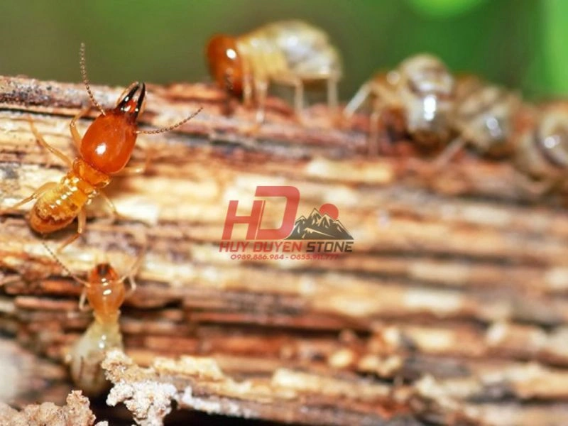 ụ mối trên mộ