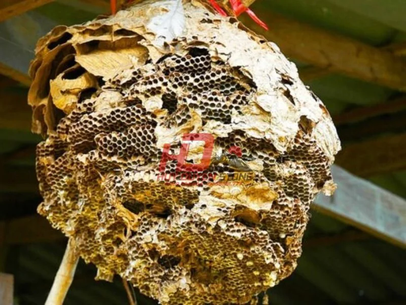 ong làm tổ trên mộ