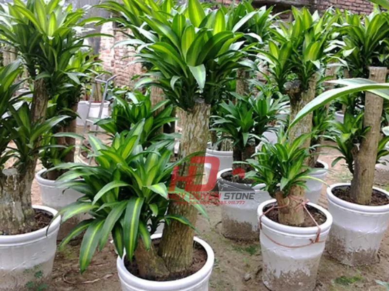 cây trồng khu lăng mộ