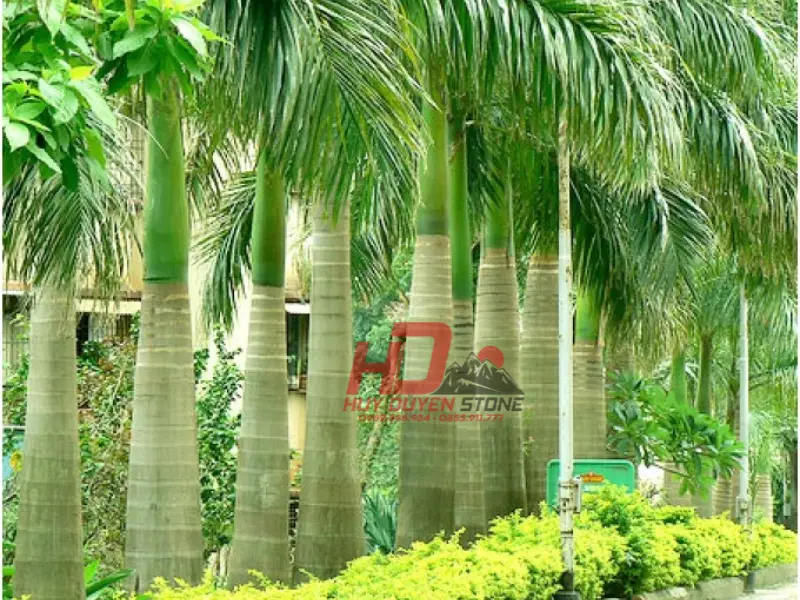 cây trồng khu lăng mộ