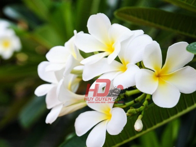 cây trồng khu mộ