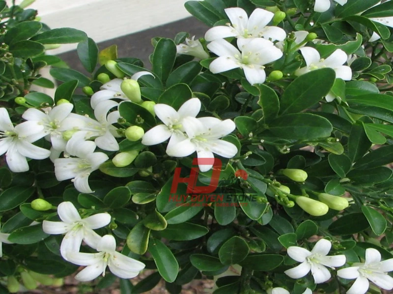 cây trồng lăng mộ